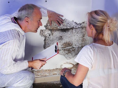 Home Mould inspection assessment